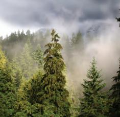 wildfires